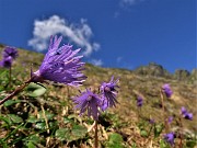 31 Soldanella alpina